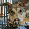 Teeko - ADOPTED-12.7.15
