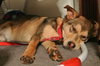 Teeko - ADOPTED-12.7.15