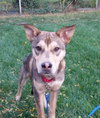 Teeko - ADOPTED-12.7.15