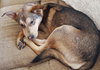 Teeko - ADOPTED-12.7.15