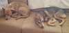 Teeko - ADOPTED-12.7.15