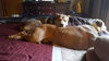 Teeko - ADOPTED-12.7.15