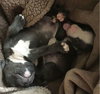 Wo Litter Crosley - ADOPTED 11.14.15