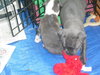 Wo Litter Crosley - ADOPTED 11.14.15
