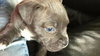 Wo Litter Crosley - ADOPTED 11.14.15