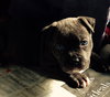 Wo Litter Crosley - ADOPTED 11.14.15