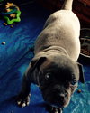 Wo Litter Crosley - ADOPTED 11.14.15