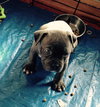 Wo Litter Crosley - ADOPTED 11.14.15