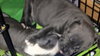 Wo Litter Crosley - ADOPTED 11.14.15