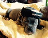 Wo Litter Crosley - ADOPTED 11.14.15