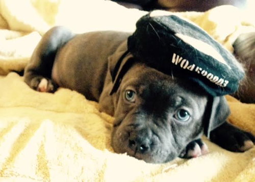 Wo Litter Crosley - ADOPTED 11.14.15