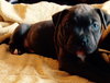 Wo Litter Crosley - ADOPTED 11.14.15