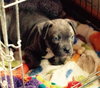 Wo Litter Crosley - ADOPTED 11.14.15
