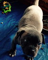 Wo Litter Crosley - ADOPTED 11.14.15
