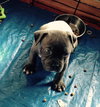 Wo Litter Crosley - ADOPTED 11.14.15