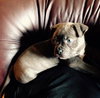 Wo Litter Crosley - ADOPTED 11.14.15