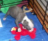 Wo Litter Nash - ADOPTED 11.13.15