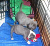 Wo Litter Nash - ADOPTED 11.13.15