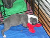Wo Litter Nash - ADOPTED 11.13.15