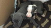 Wo Litter Nash - ADOPTED 11.13.15