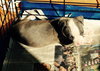 Wo Litter Nash - ADOPTED 11.13.15