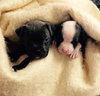 Wo Litter Nash - ADOPTED 11.13.15
