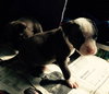 Wo Litter Nash - ADOPTED 11.13.15