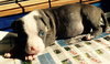 Wo Litter Nash - ADOPTED 11.13.15