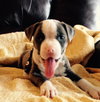 Wo Litter Nash - ADOPTED 11.13.15