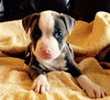 Wo Litter Nash - ADOPTED 11.13.15