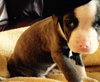 Wo Litter Nash - ADOPTED 11.13.15