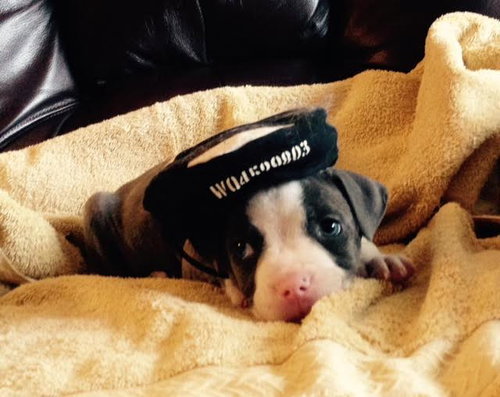 Wo Litter Nash - ADOPTED 11.13.15