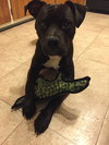 Harry - ADOPTED 01.23.16