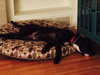 Harry - ADOPTED 01.23.16