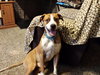 Stryker - ADOPTED-11.18.15