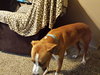 Stryker - ADOPTED-11.18.15