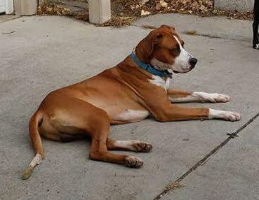 Stryker - ADOPTED-11.18.15