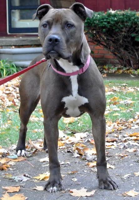 Nola (CBW-T) - ADOPTED-11.13.15