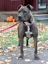 Nola (CBW-T) - ADOPTED-11.13.15