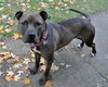 Nola (CBW-T) - ADOPTED-11.13.15