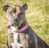Nola (CBW-T) - ADOPTED-11.13.15