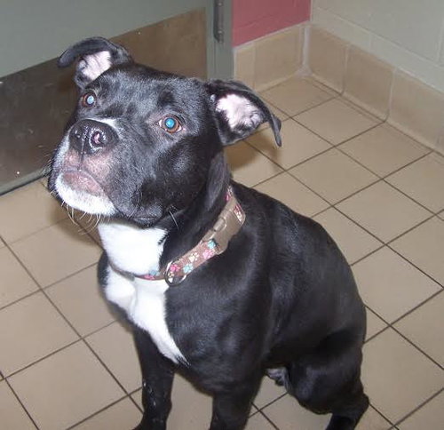 Boomer-CP (CHS) - ADOPTED