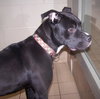 Boomer-CP (CHS) - ADOPTED