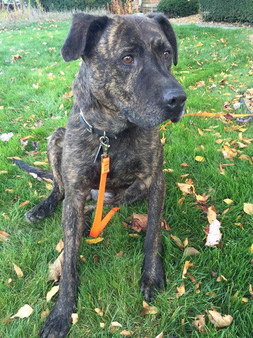 Kormac - ADOPTED 07.02.16