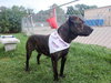 Kormac - ADOPTED 07.02.16