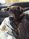 Kormac - ADOPTED 07.02.16