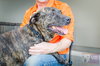 Kormac - ADOPTED 07.02.16