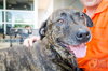 Kormac - ADOPTED 07.02.16