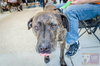 Kormac - ADOPTED 07.02.16