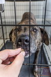Kormac - ADOPTED 07.02.16